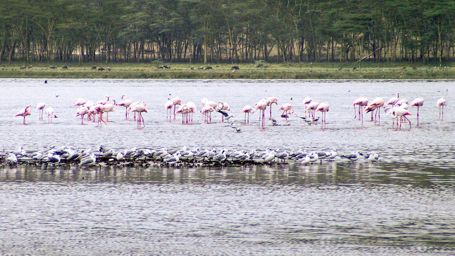Lake Nakuru Rhino Sanctuary