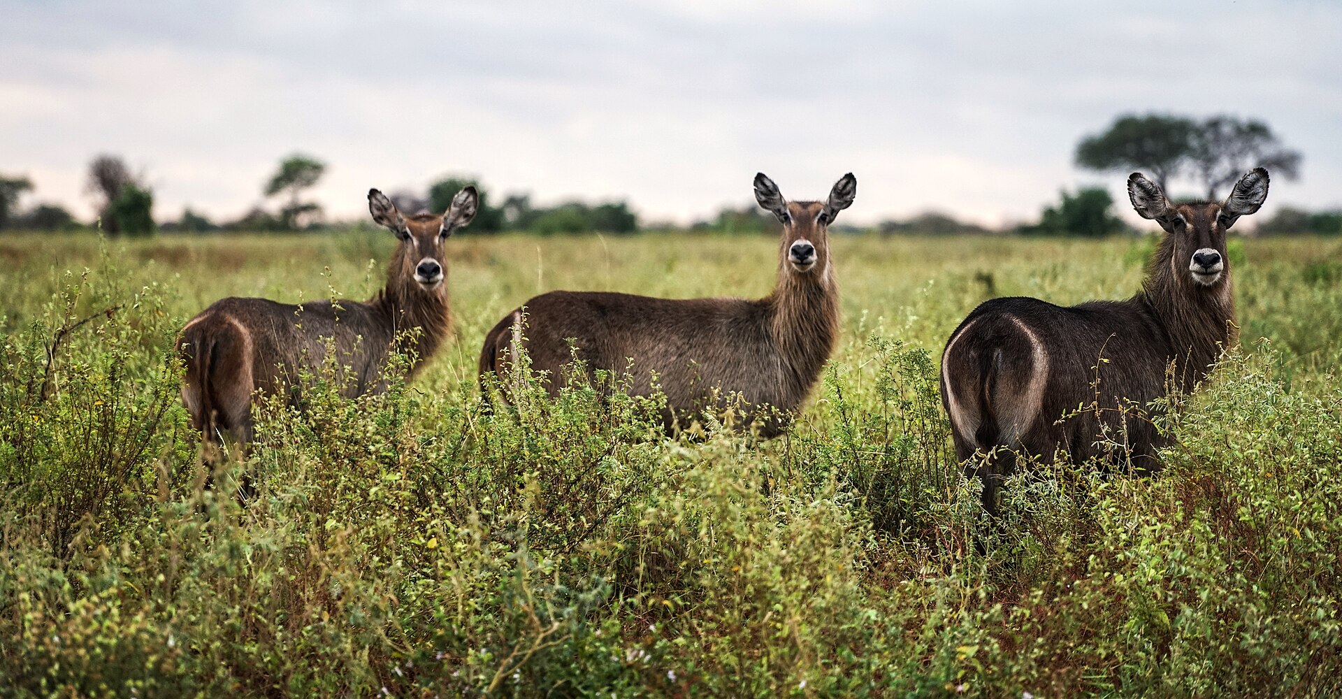 Meru National Park Wilderness