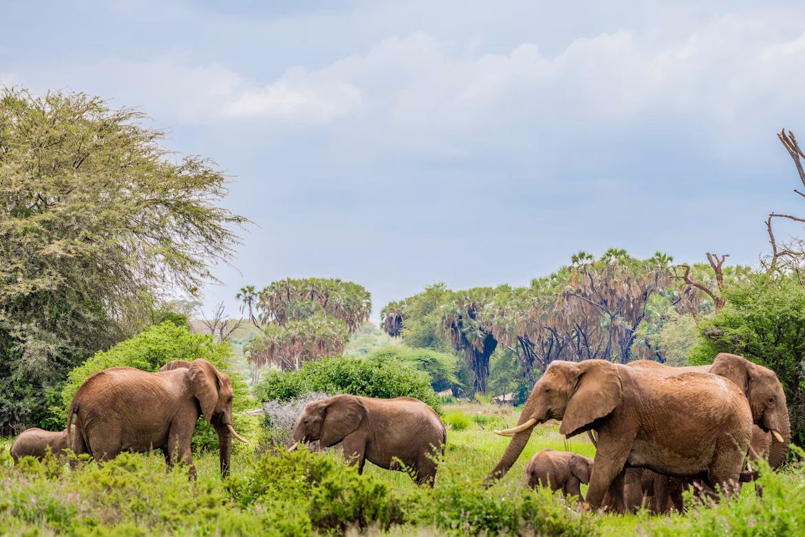 Samburu Reserve Northern Kenya